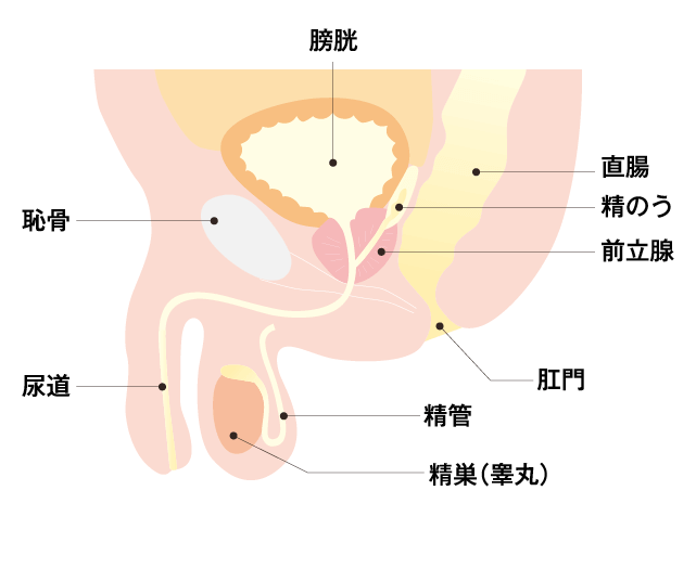 前立腺マッサージとはどんなプレイ？ 風俗エステ嬢がやり方を詳細解説 | シンデレラグループ公式サイト