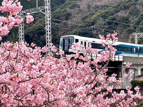 今年も変わらず花より団子(´▽｀*) 特急踊り子号で河津へ Let's Go！！ 河津さくら祭りは3月５日まで延長で～す♪』河津温泉郷・今井浜(静岡県)の旅行記・ブログ