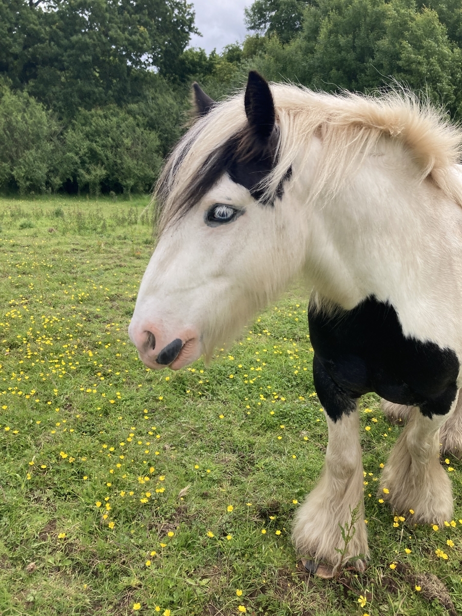 650点を超えるジプシーバナーのストックフォト、写真、そしてロイヤリティフリーの画像 - iStock