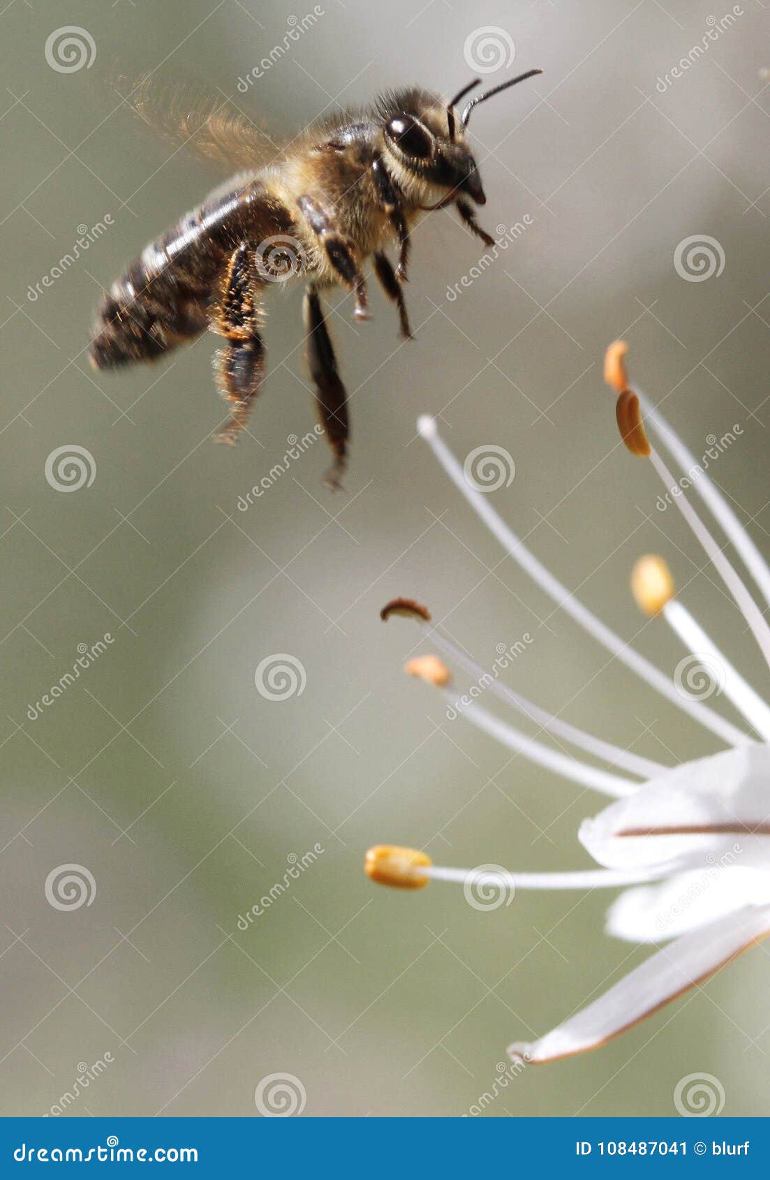 Honey Bee Vs. Asian Giant