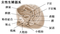 クリトリスは快感を得るための臓器であることを知っていましたか？