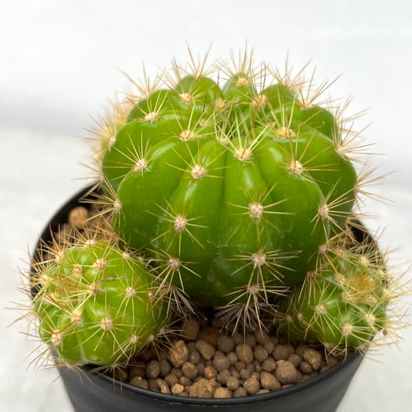 サボテン 金盛丸