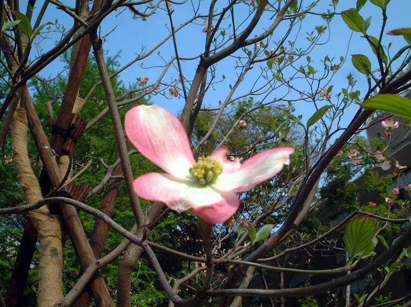 モリヒト マサヒロ | 飛田新地は花まつり、東側のメイン通りに降りる階段、咲いていたのはハナミズキとランタナ。最近設置されたオレンジジュースの自販機がなんかういてる🍊