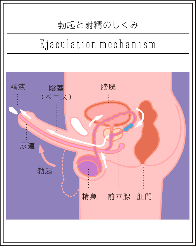 Amazon.co.jp:  近所のお姉さん達が階段で超ミニスカパンチラ誘惑してくるので、スカートめくりしまくったらパンティ濡らすほど興奮してる。こんなヤリマンドMは前戯なしでパンティずらして挿入してやると大喜び!  口もマ〇コも奥まで突き上げるピストンで涎とマ〇汁漏らし