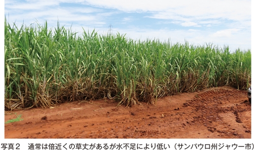 ブラジル砂糖産業の現在と未来～砂糖とエタノールの二本の柱～ 後編 農畜産業振興機構