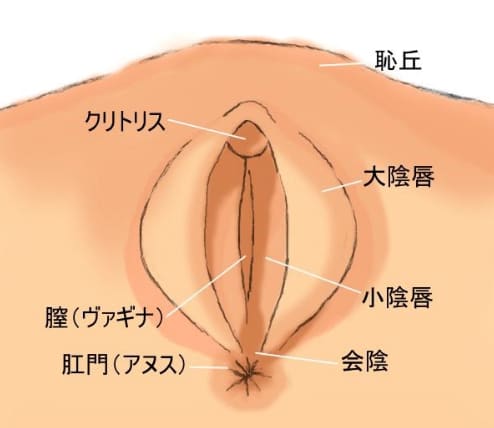 お姉ちゃんと僕の開発性活 | 女攻め作品が好きな女性のための情報サイト「女攻白書」