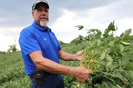 大豆の育て方。プランターで栽培する方法や支柱の立て方を解説となりのカインズさん