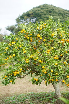 玉川学園スーパーグローバルリーダーズ48」表彰TAMAGAWA ACADEMY SGH PROJECT