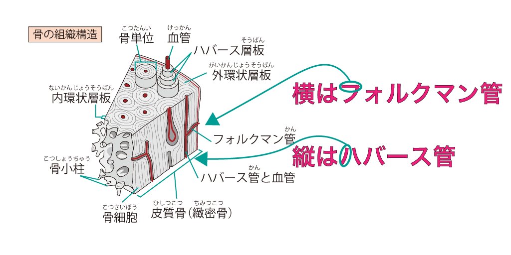 骨粗しょう症レイクタウン整形外科病院50歳以上の女性は検査を