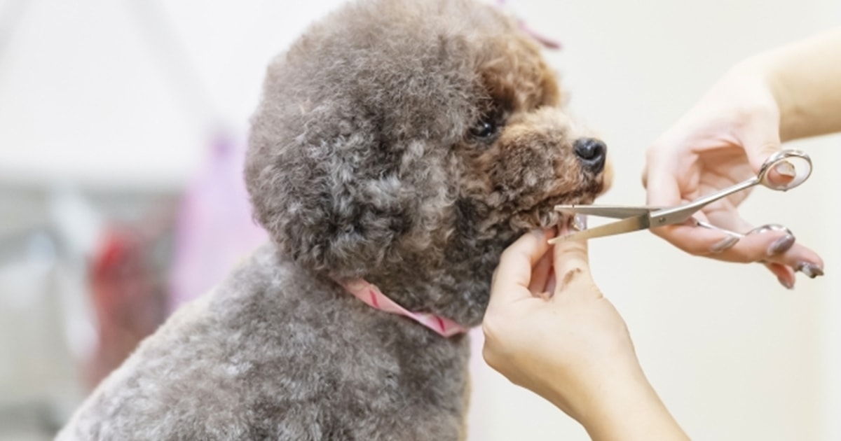 ペットショップ店員の仕事内容は？なる方法や必要資格、給料を紹介動物・海洋・ペット業界コラム