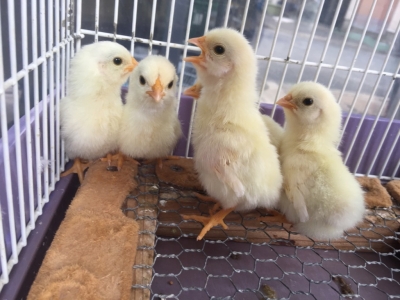 販売している鶏 チャボ・軍鶏・ウズラ・鶏と各ヒヨコ等佐賀県の繁殖して販売する小鳥店 ピーチクパレス