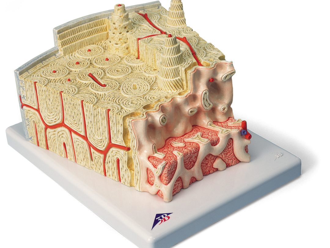 DENTAL YOUTH 歯科医師国家試験 CBT 歯学部向け個別指導塾 on X: 