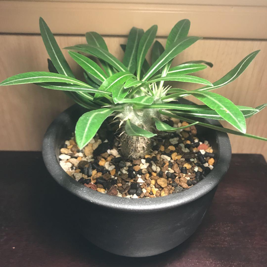 パキポディウム・伊藤ハイブリッド 12cm鉢 □カクタス長田