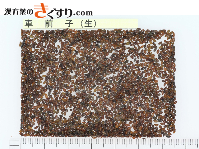 楽天市場 車前子 生薬の通販