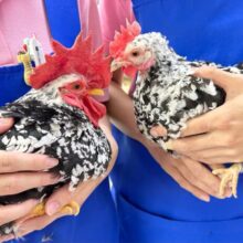 三色碁石チャボ有精卵8個食用