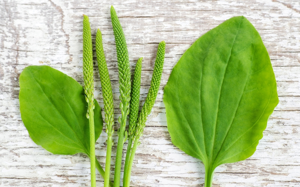 宸品原料 洋車前子殼