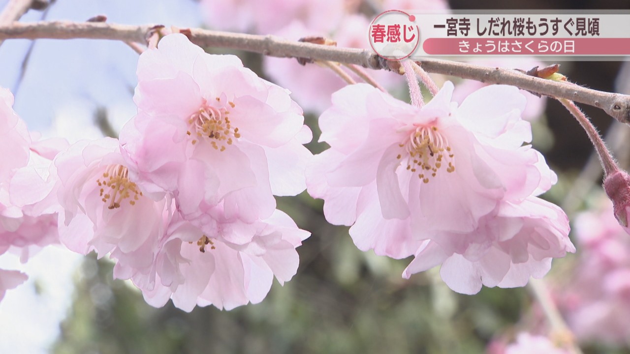 3月27日は「さくらの日」 高松市の一宮寺で“しだれ桜”の開花進む 桜の御朱印やお守りも