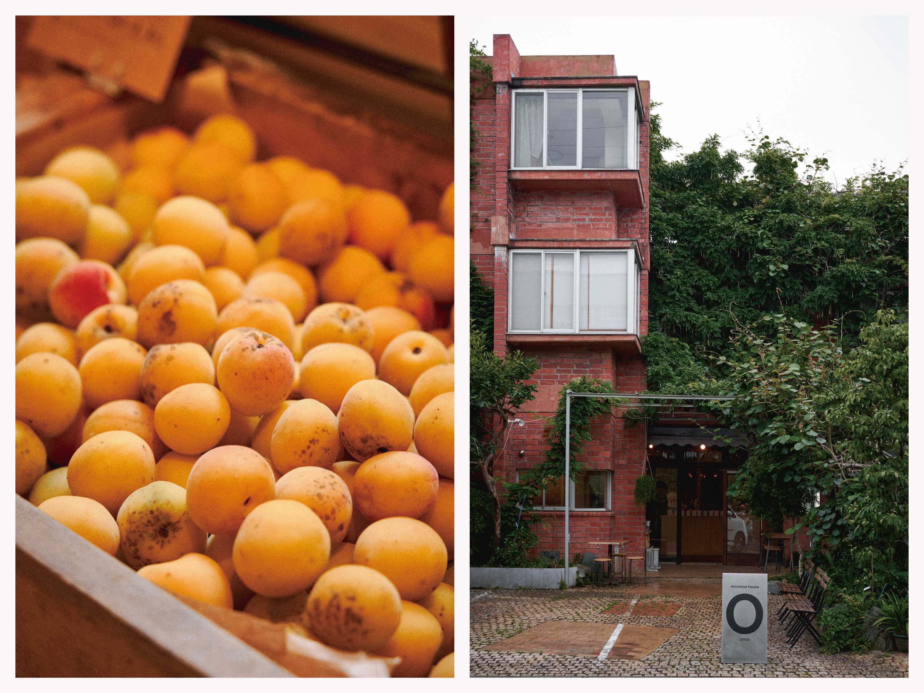 旅する八百屋」が青葉区に戻ってきた！ 青果ミコト屋の新たな挑戦森ノオト