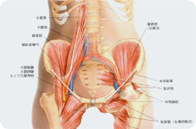 整体で改善！スポーツでの股関節痛（鼠径部痛症候群） | 南草津にあるリハビリ整体