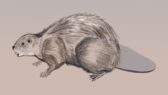 ビーバーのダム暮らし-飼育員は体力勝負台北観光サイト