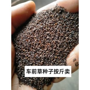 车前子壳粉到底有多好用