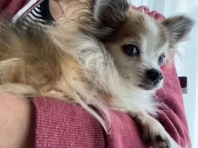 田中樹、舞台単独初主演で中学生役に苦笑 冒頭から笑い誘う一幕も「僕で良いんですよね？」オリコンニュース ORICON NEWS