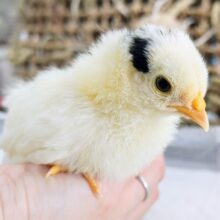 有精卵販売中のチャボのご紹介！パートⅡ大分県別府市 ブリーダーズショップ Bird28 うずら&ニワトリ&水鳥の専門店 繁殖&販売 状況などを紹介しています