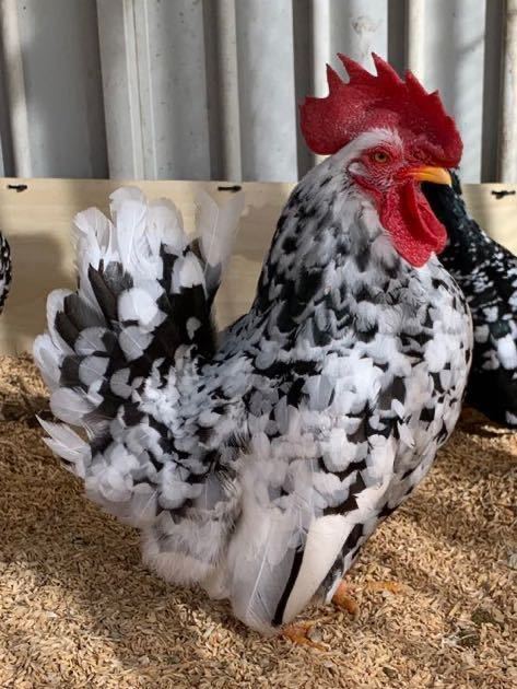 矮鶏 チャボ の販売ワールド牧場