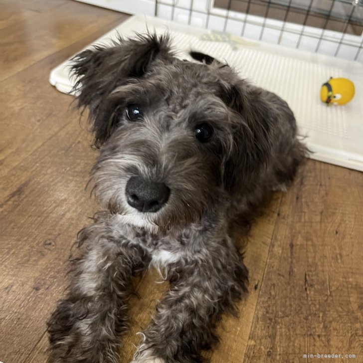 笑顔のベートーベンShin BeethovenShinBeethovenのクリアファイル通販 ∞ SUZURI スズリ