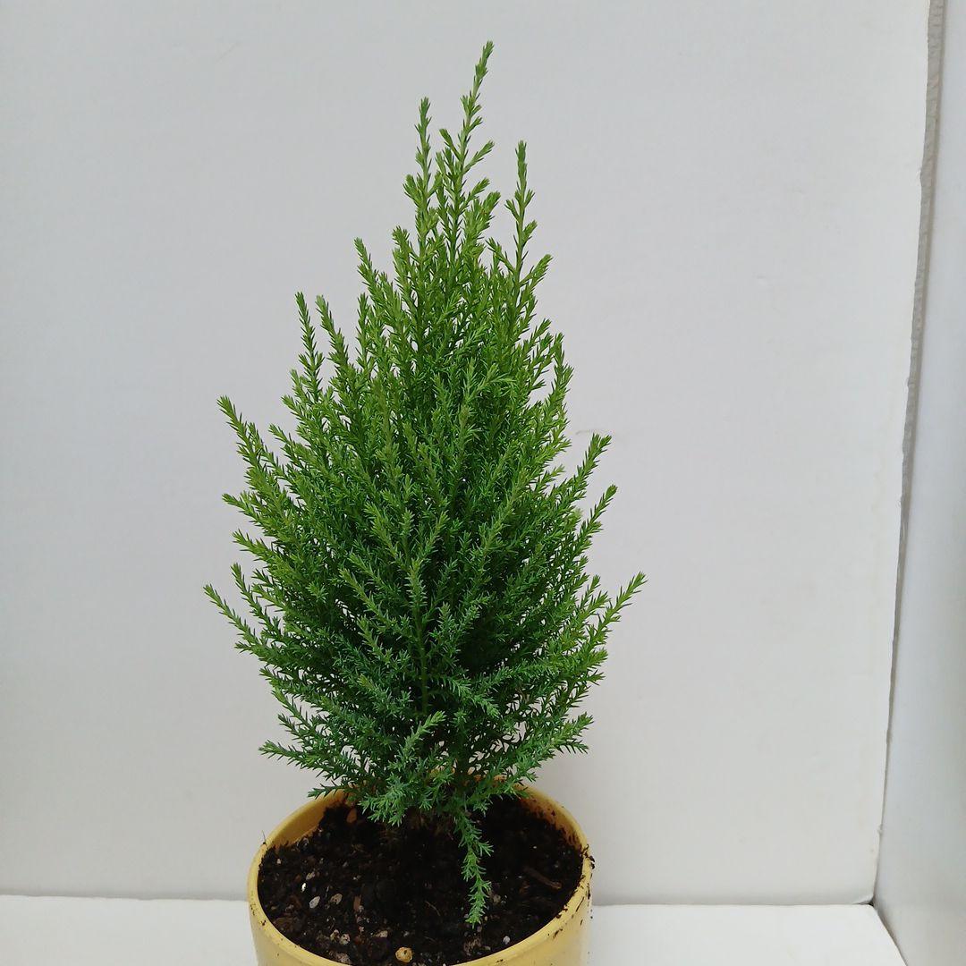 エバーテイル ゴールドの使い道と集め方を解説！ゲーマーのメモ書き