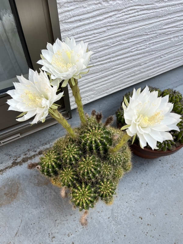1吋盆 金盛丸– 福祥仙人掌FUHSIANG CACTUS