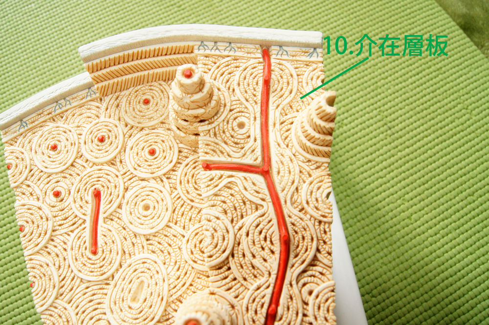 骨の構造。身体を支えて臓器を守り造血しながらカルシウムを貯蔵