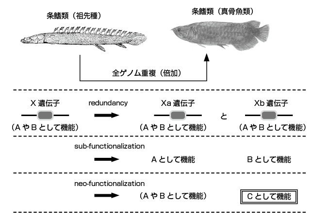 保障内容｜SBI生命の終身医療保険Neo｜保険をお考えのお客さま｜SBI生命保険