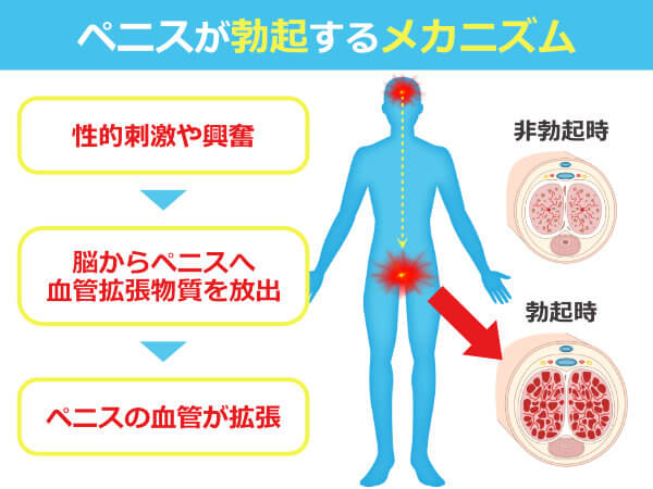 ペニスの大きさ平均は13cm！女性の理想サイズはさらにデカい！？｜薬の通販オンライン