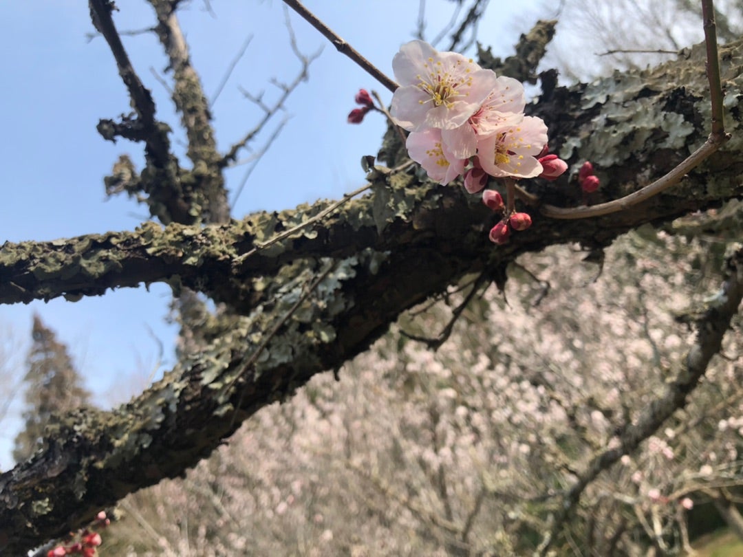 関東エリアドライブ】都心から気軽に行けるのが魅力 千葉県茂原で春ゴルフを満喫する！ | 輸入車ならGooWORLD(グーワールド)