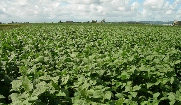 大豆ＪＡ全農とやま