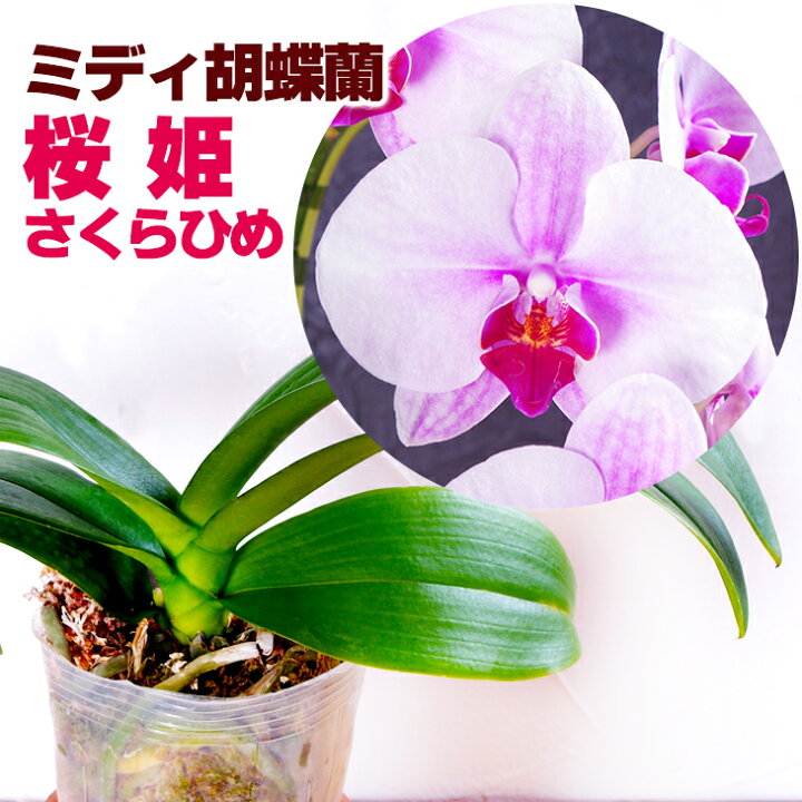 Amazon｜胡蝶蘭専門店らんや 生花 【つぼみ多め商品】ミニ胡蝶蘭