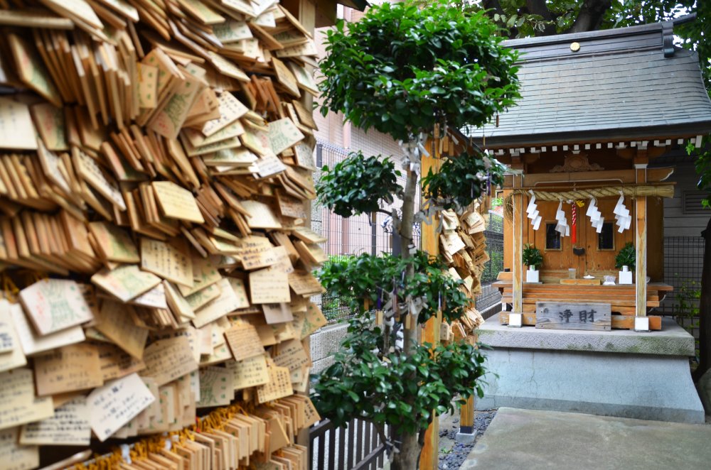 タヌキ伝説の大エノキが折れる 松山城の堀端「八股榎お袖大明神の大エノキ」