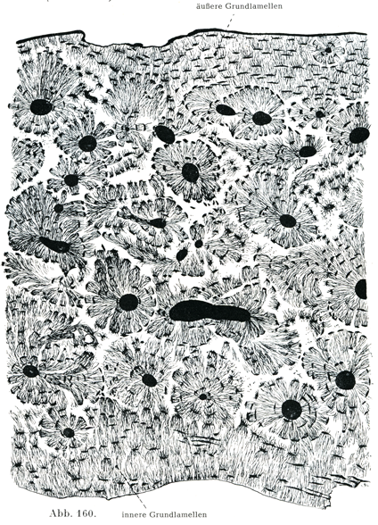 骨粗鬆症を予防するためには？分子栄養学のススメ