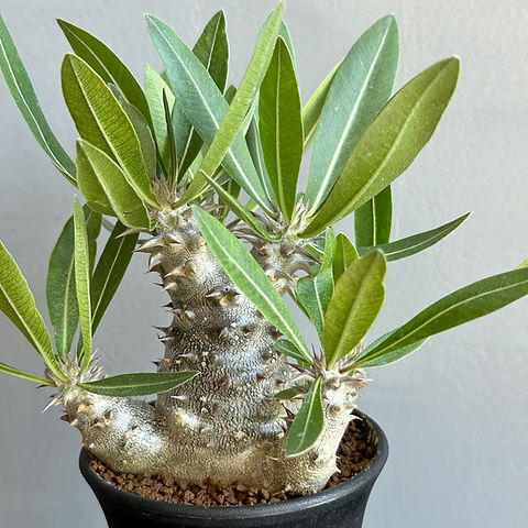 パキポディウム 伊藤ハイブリッドGREEN LUCK