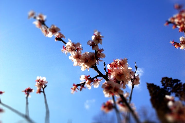 千葉県茂原市『2024茂原桜まつり』 ＼期間延長！さくら満開ライトアップ／ 🌸やっぱりここが好き！