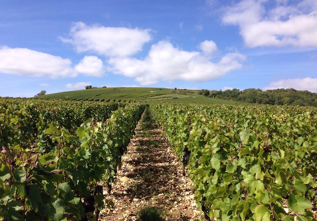 気候条件 テロワールに含まれる条件その１ワインのサイト