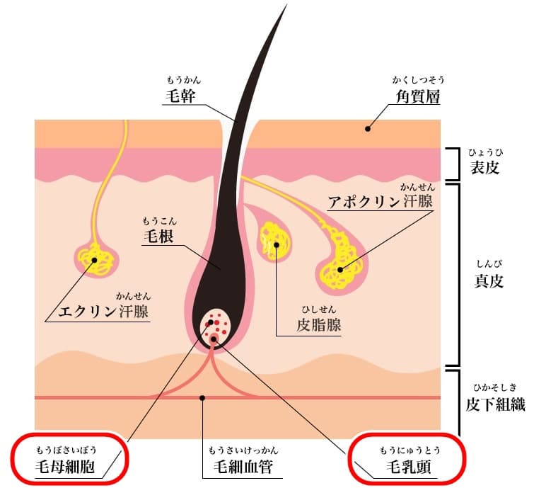 実体験】中学生からヒゲを抜き続けたら薄くなった話【30代まで】