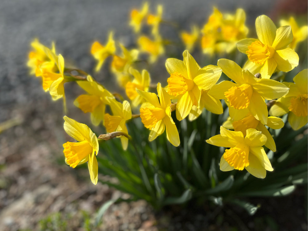 冬に咲く花・水仙（スイセン）の魅力。花言葉が「うぬぼれ」の理由、毒を持つって本当？ | 青山花茂BLOG