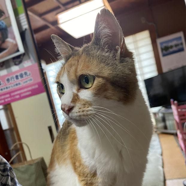 11 2発売 那須・長楽寺の招きねこ - 那須の長楽寺