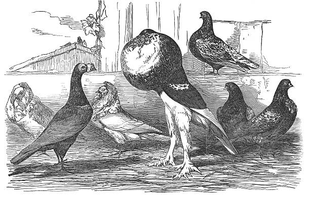 ポーター鳩のおもしろ動画マツダ家ボイスTikTok