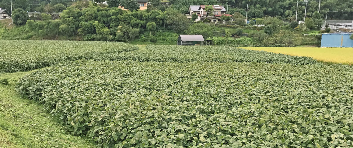 大豆がどんな風に農家さんで作られているかご存じですか？ - だいずデイズのオンラインショップ