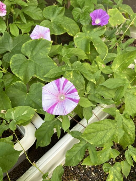 ヒルガオ 昼顔 ひるがお ピンク色の花の写真素材