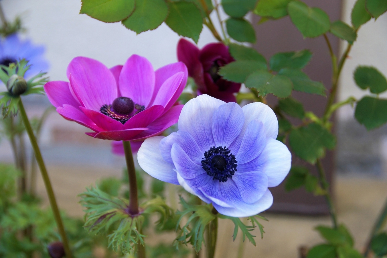 アネモネの花言葉は悲しい…でもこの花が大好きな話【魅力】