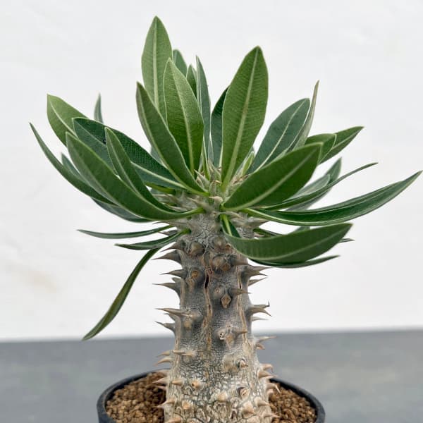 パキポディウム：伊藤ハイブリッド 実生株 3号鉢植え* の通販園芸ネット